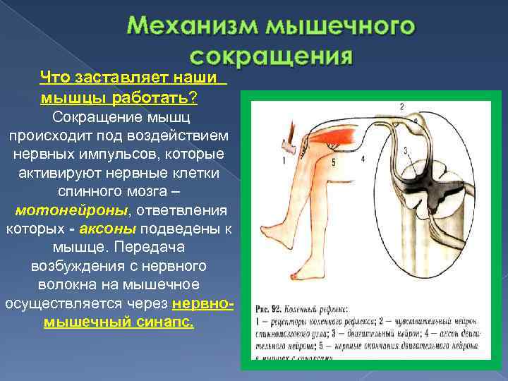 Что происходит с мышцами. Мышцы сокращаются под влиянием нервных импульсов. Сокращение мышц. За счёт чего, мышца способна сокращается?. Мышцы способны сокращаться под влиянием электрических импульсов.