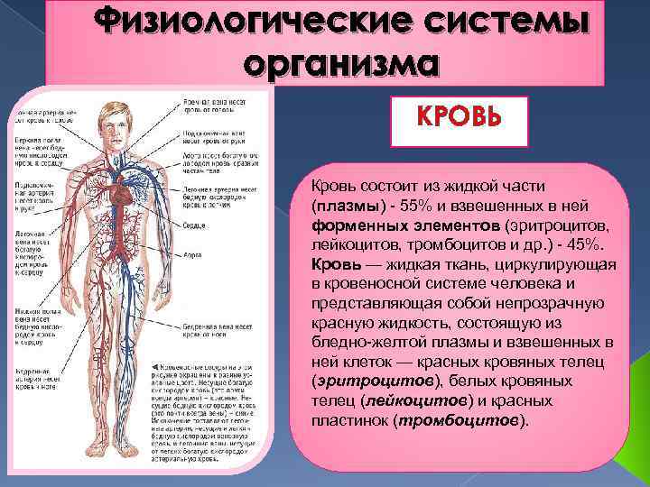 Физиологические системы организма КРОВЬ Кровь состоит из жидкой части (плазмы) 55% и взвешенных в