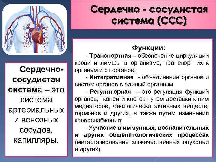 Сердечно - сосудистая система (ССС) Сердечнососудистая система – это система артериальных и венозных сосудов,