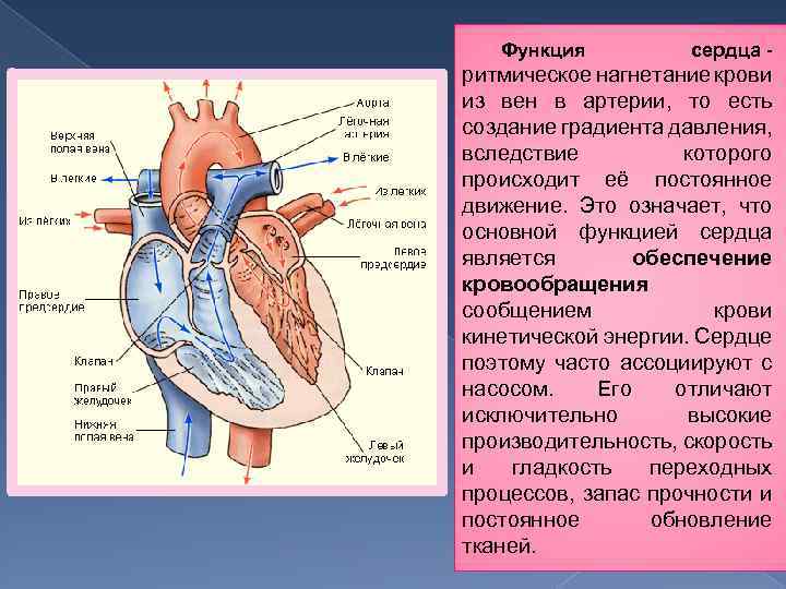 Функция сердца ритмическое нагнетание крови из вен в артерии, то есть создание градиента давления,