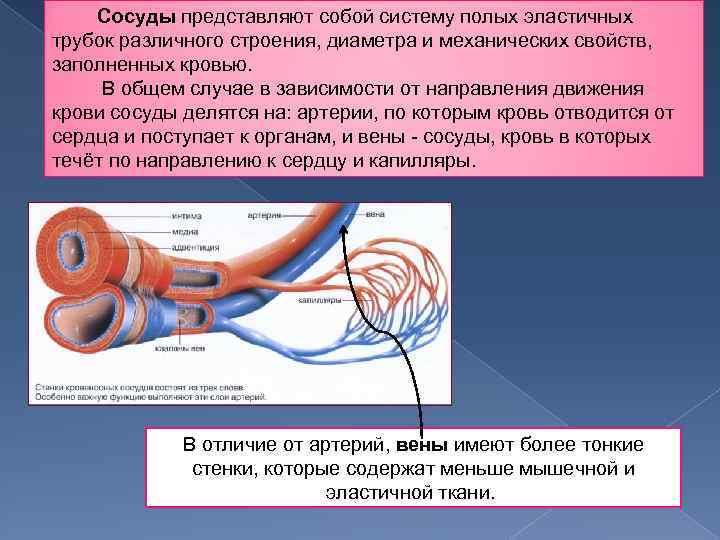 Сосуды представляют собой систему полых эластичных трубок различного строения, диаметра и механических свойств, заполненных