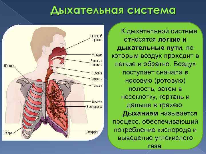 Дыхательная система К дыхательной системе относятся легкие и дыхательные пути, по которым воздух проходит