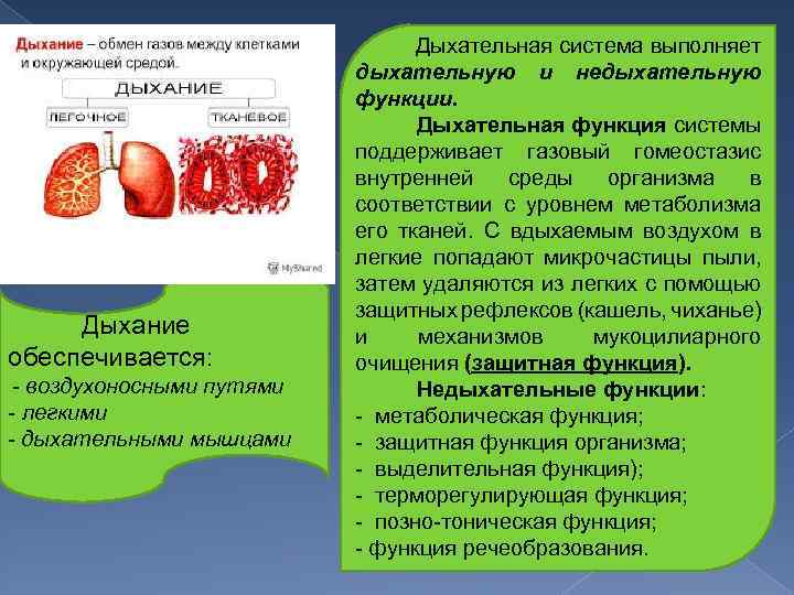  Дыхание обеспечивается: воздухоносными путями легкими дыхательными мышцами Дыхательная система выполняет дыхательную и недыхательную