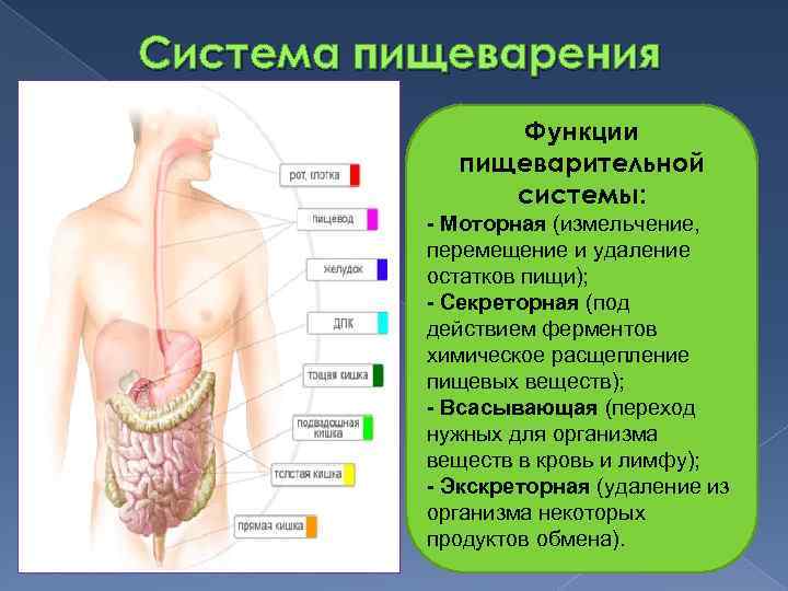 Система пищеварения Функции пищеварительной системы: - Моторная (измельчение, перемещение и удаление остатков пищи); -