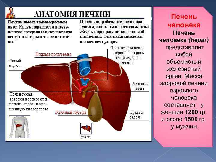 Печень человека (hepar) представляет собой объемистый железистый орган. Масса здоровой печени взрослого человека составляет