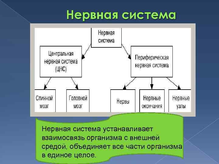 Нервная система устанавливает взаимосвязь организма с внешней средой, объединяет все части организма в единое