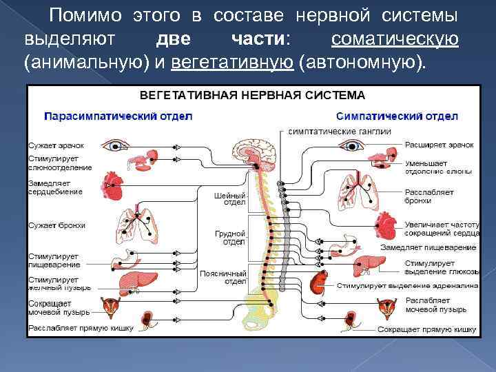 Помимо этого в составе нервной системы выделяют две части: соматическую (анимальную) и вегетативную (автономную).