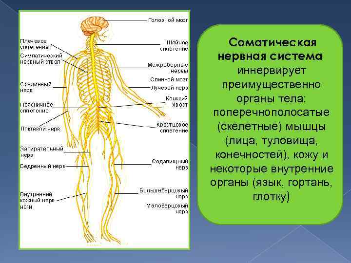 Соматическая нервная система иннервирует преимущественно органы тела: поперечнополосатые (скелетные) мышцы (лица, туловища, конечностей), кожу