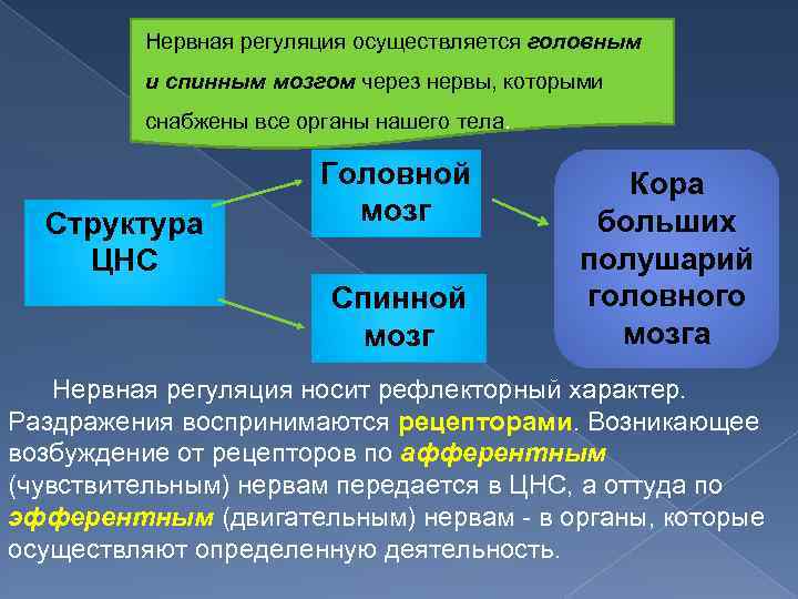 Нервная регуляция осуществляется головным и спинным мозгом через нервы, которыми снабжены все органы нашего