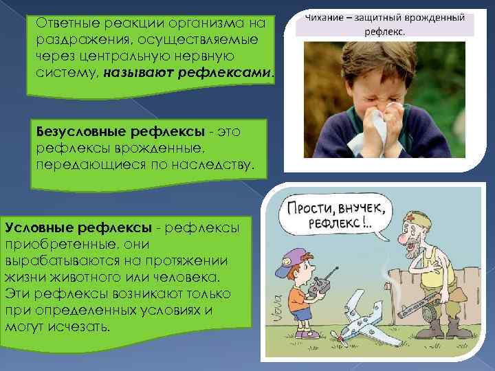 Ответные реакции организма на раздражения, осуществляемые через центральную нервную систему, называют рефлексами. Безусловные рефлексы