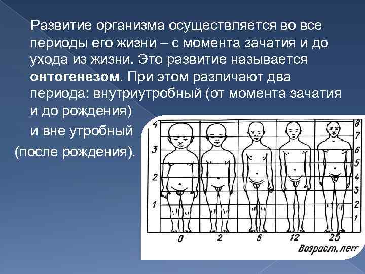  Развитие организма осуществляется во все периоды его жизни – с момента зачатия и