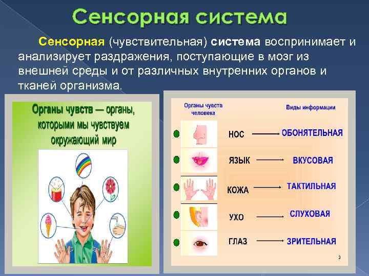 Сенсорная система Сенсорная (чувствительная) система воспринимает и анализирует раздражения, поступающие в мозг из внешней