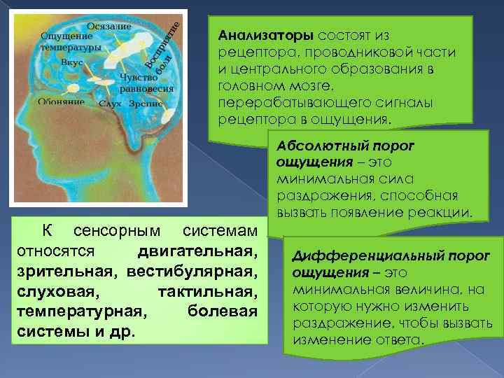 Анализаторы состоят из рецептора, проводниковой части и центрального образования в головном мозге, перерабатывающего сигналы