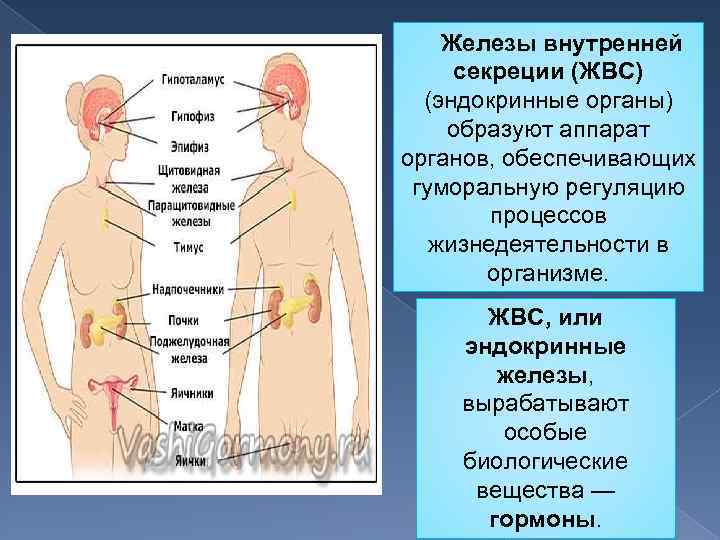  Железы внутренней секреции (ЖВС) (эндокринные органы) образуют аппарат органов, обеспечивающих гуморальную регуляцию процессов