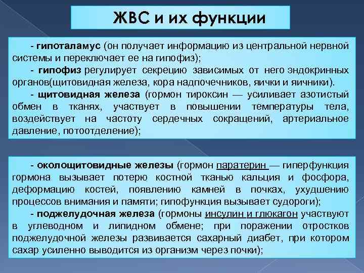 ЖВС и их функции гипоталамус (он получает информацию из центральной нервной системы и переключает