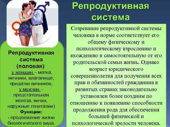 Репродуктивная система (половая): у женщин – матка, яичники, влагалище, придатки яичников; у мужчин –