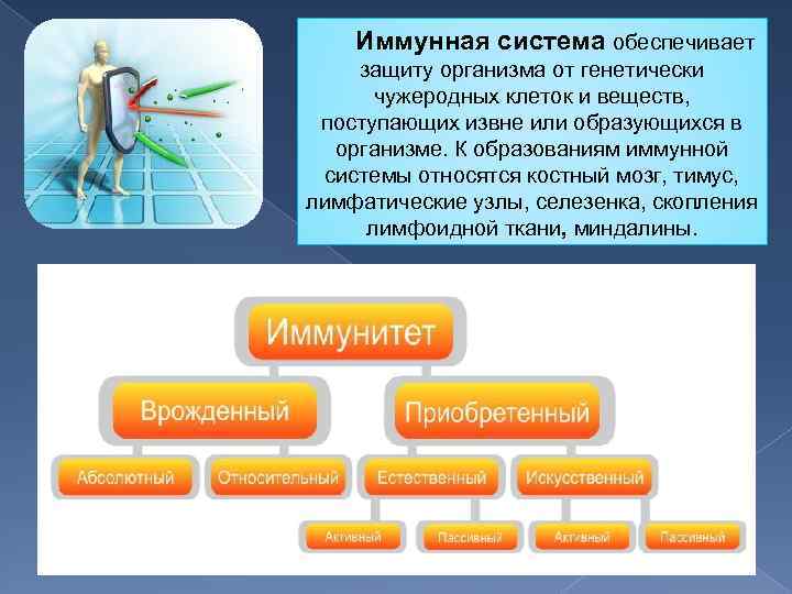  Иммунная система обеспечивает защиту организма от генетически чужеродных клеток и веществ, поступающих извне