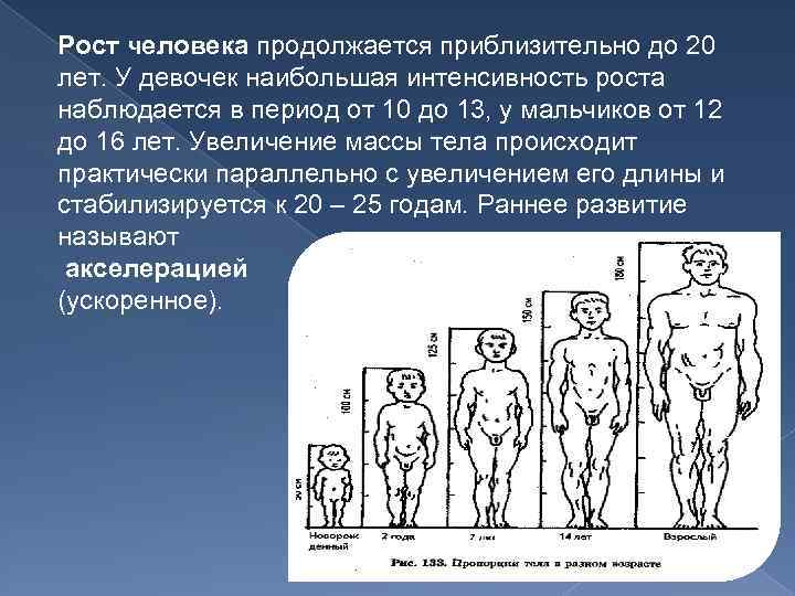 Рост человека продолжается приблизительно до 20 лет. У девочек наибольшая интенсивность роста наблюдается в