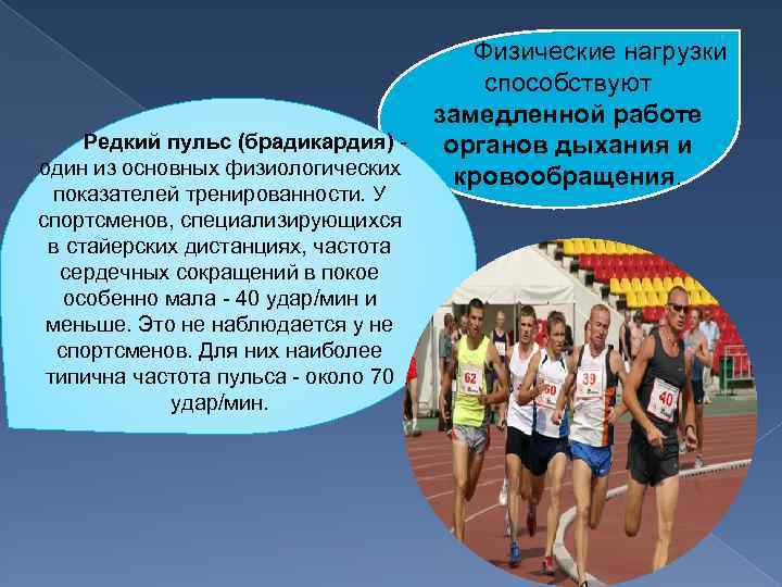  Физические нагрузки способствуют замедленной работе Редкий пульс (брадикардия) органов дыхания и один из