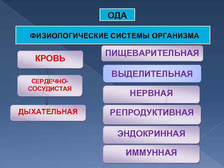 ОДА ФИЗИОЛОГИЧЕСКИЕ СИСТЕМЫ ОРГАНИЗМА КРОВЬ СЕРДЕЧНОСОСУДИСТАЯ ДЫХАТЕЛЬНАЯ ПИЩЕВАРИТЕЛЬНАЯ ВЫДЕЛИТЕЛЬНАЯ НЕРВНАЯ РЕПРОДУКТИВНАЯ ЭНДОКРИННАЯ ИММУННАЯ 