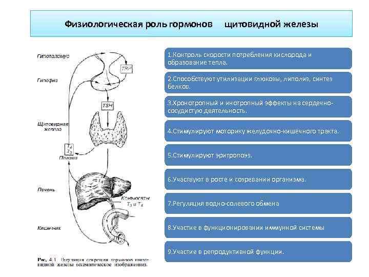 Гормоны щитовидной железы схема