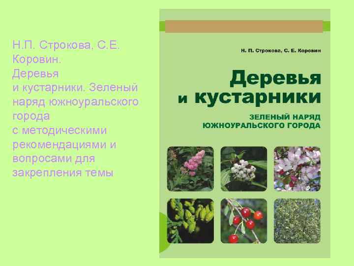 Н. П. Строкова, С. Е. Коровин. Деревья и кустарники. Зеленый наряд южноуральского города с