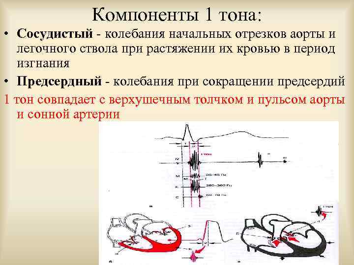 Компоненты 1 тона: • Сосудистый - колебания начальных отрезков аорты и легочного ствола при