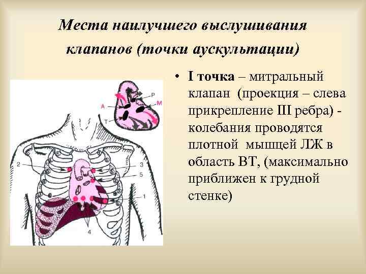 Места наилучшего выслушивания клапанов (точки аускультации) • I точка – митральный клапан (проекция –