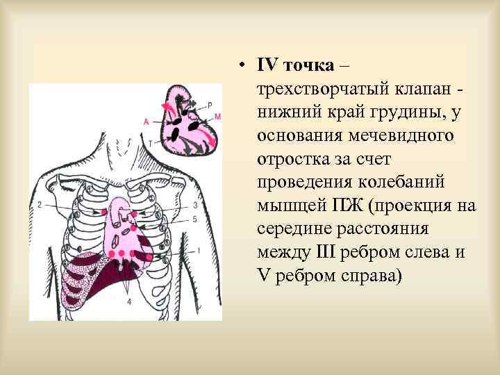  • IV точка – трехстворчатый клапан - нижний край грудины, у основания мечевидного