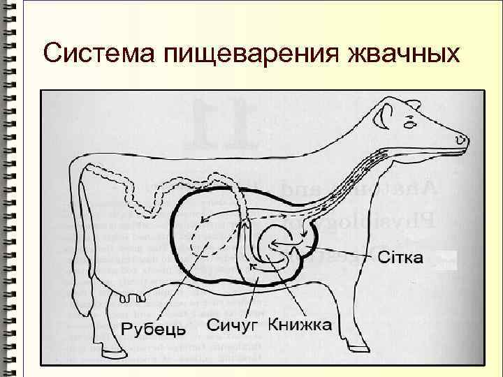 Пищеварительная система жвачных млекопитающих схема