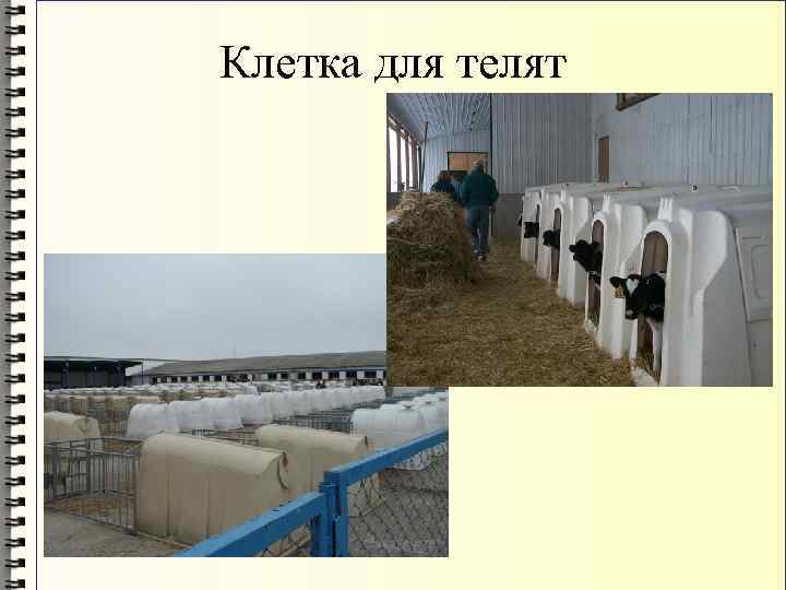 Клетка для телят 