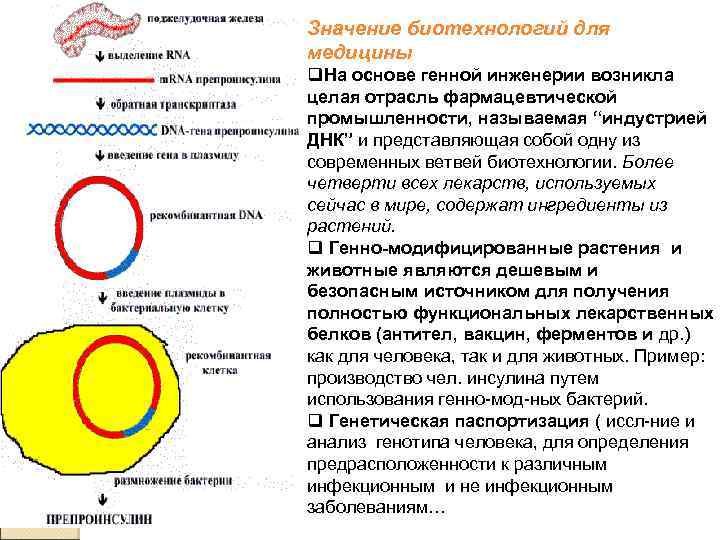 Значение биотехнологий для медицины q. На основе генной инженерии возникла целая отрасль фармацевтической промышленности,