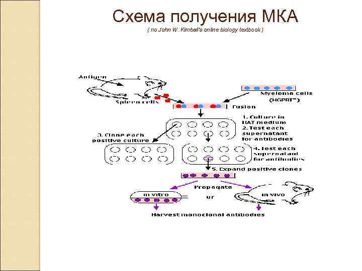 Схема получения МКА ( по John W. Kimball's online biology textbook ) 