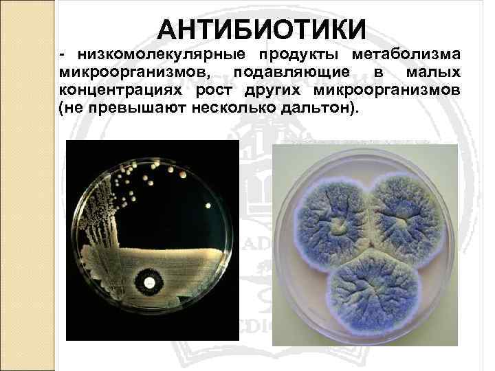 АНТИБИОТИКИ - низкомолекулярные продукты метаболизма микроорганизмов, подавляющие в малых концентрациях рост других микроорганизмов (не