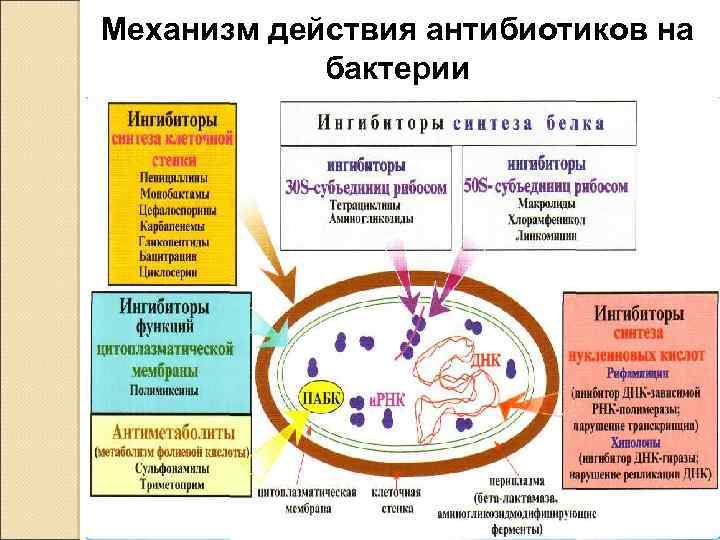 Механизм действия антибиотиков на бактерии 29 