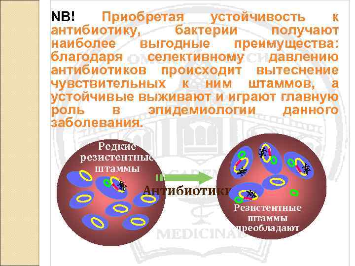 x x Редкие резистентные штаммы xx NВ! Приобретая устойчивость к антибиотику, бактерии получают наиболее