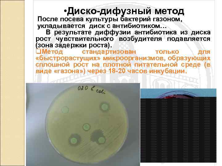  • Диско-дифузный метод После посева культуры бактерий газоном, укладывается диск с антибиотиком… В