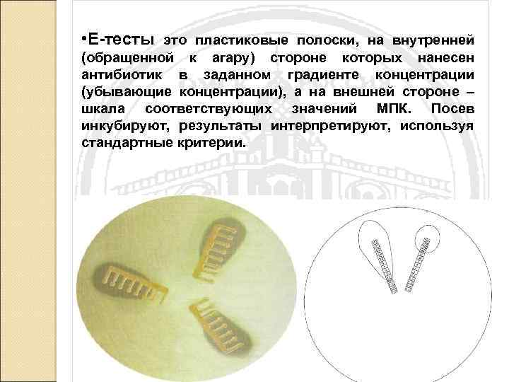  • Е-тесты это пластиковые полоски, на внутренней (обращенной к агару) стороне которых нанесен