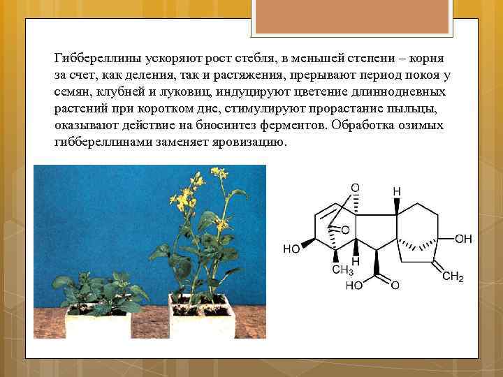 Фитогормоны купить. Гиббереллины гормоны растений. Гиббереллины функции. Гормон роста у растений Гиббереллины. Гиббереллины химическая формула.