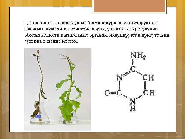 Регуляторы роста и развития растений презентация