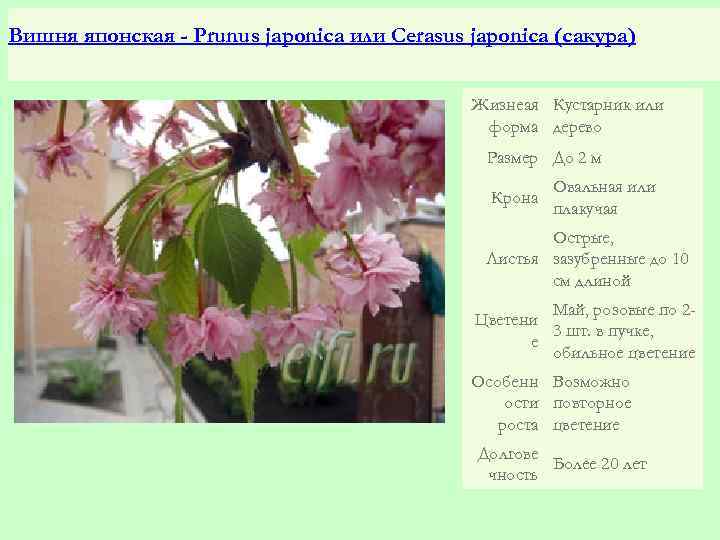 Вишня японская - Prunus japonica или Cerasus japonica (сакура) Жизнеая Кустарник или форма дерево