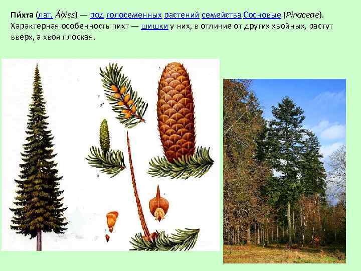 Пи хта (лат. Ábies) — род голосеменных растений семейства Сосновые (Pinaceae). Характерная особенность пихт