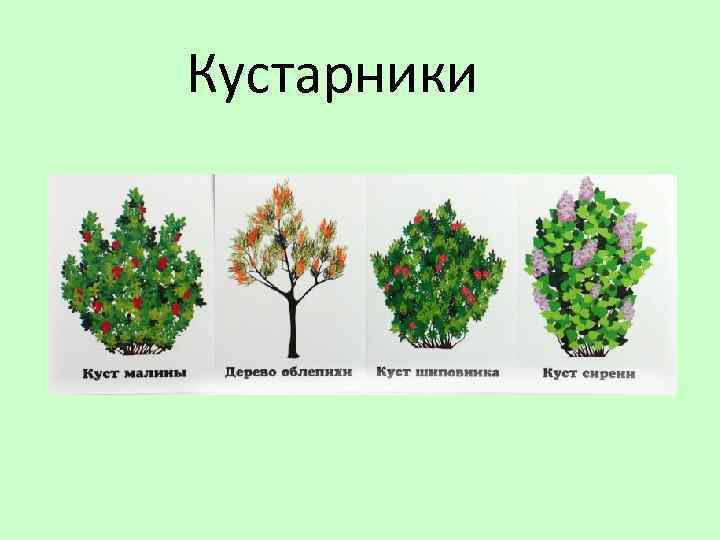 Кустарники 