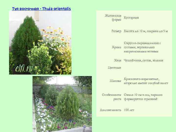 Туя восточная - Thuja orientalis Жизненная Кустарник форма Размер Высота до 10 м, ширина