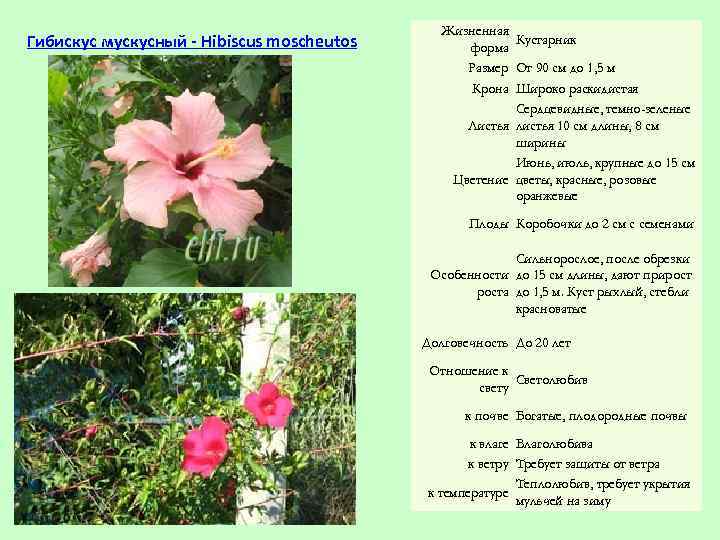 Гибискус мускусный - Hibiscus moscheutos Жизненная Кустарник форма Размер От 90 см до 1,