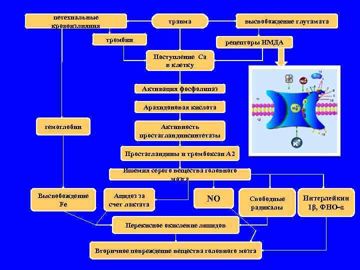 петехиальные кровоизлияния травма высвобождение глутамата тромбин рецепторы НМДА Поступление Ca в клетку Активация фосфолипаз