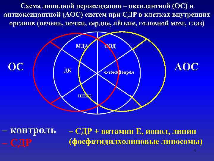Схема липидной пероксидации – оксидантной (ОС) и антиоксидантной (АОС) систем при СДР в клетках
