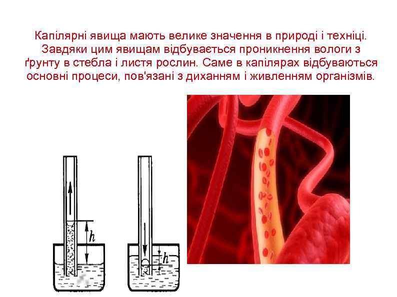 Капілярні явища мають велике значення в природі і техніці. Завдяки цим явищам відбувається проникнення
