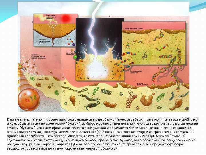 Первые клетки. Метан и прочие газы, содержавшиеся в первобытной атмосфере Земли, растворялись в воде