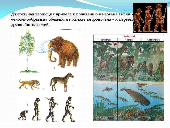 Длительная эволюция привела к появлению в неогене высших человекообразных обезьян, а в начале антропогена
